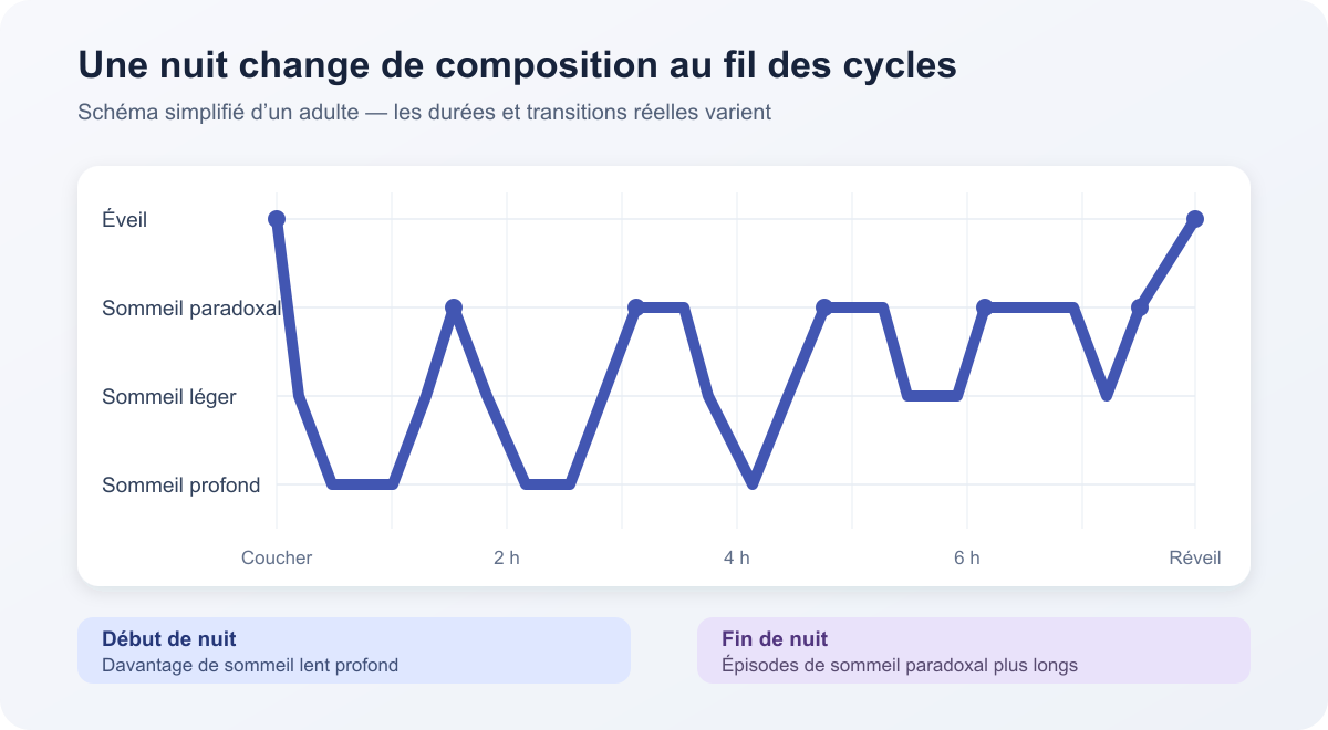 Schéma montrant davantage de sommeil profond au début de la nuit et des épisodes de sommeil paradoxal plus longs en fin de nuit